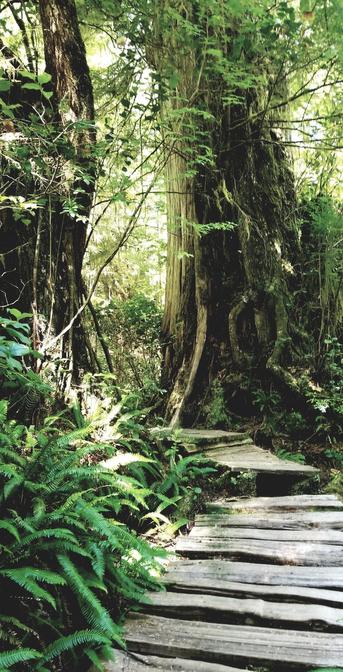 A forest scene shows a weathered boardwalk path leading into a vibrant, green forest. The path, made of wooden planks, is surrounded by lush ferns and moss-covered trees. Sunlight filters through the canopy, creating dappled light along the trail and highlighting the rich texture of the forest.