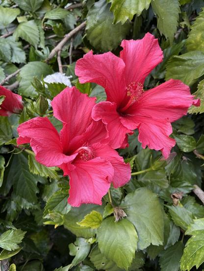 Flor rosa d'hibiscus.