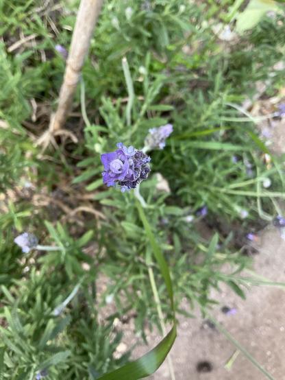 Flor lila de lavanda.
