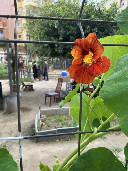 Flor taronja de caputxina.
