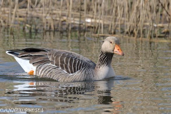 A Greylag goose with an orange beak swims in a pond, surrounded by reeds.