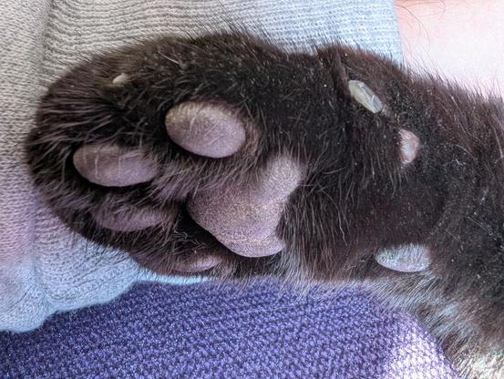 A close up photo of a cat's paw with black toe beans. Behind is a purple fabric and someone's arm with a white sleeve.