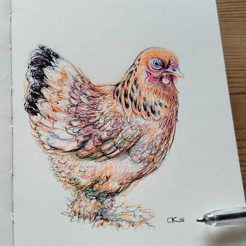 A fluffy, orange chicken with black feather markings. It looks a bit grim. It's not feeling well.
Ballpoint pen drawing in my small sketchbook.