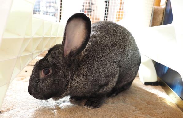 George, a large brown house rabbit with one erect ear and one lop ear, is sitting under a plastic stepstool on the carpeted floor.  His erect ear is pointed in the direction of the photographer, with his head turned to image-left, so the eye on the near side of his head also appears to be looking directly at the viewer.

His four feet are together, and he is holding his head low, close to the floor.  His large butt points away in the opposite direction.