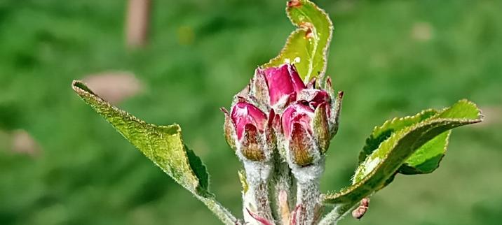 Buds of pink apple blossom with green leaves and blurred grass background