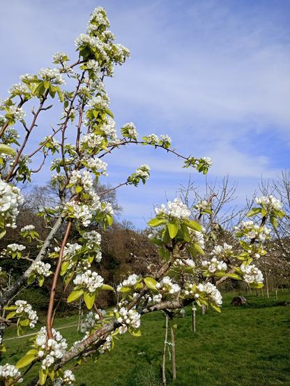 White pear blossom, background of slight white clouds in blue sky and the rest of the orchard