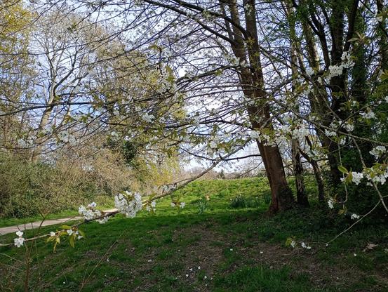 Messy photo of blossom, daffodils, new leaves etc taken quickly while no humans in sight
