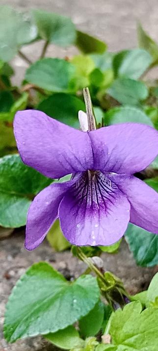 Purple self seeded viola between patio slabs