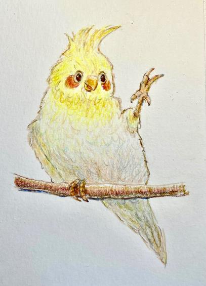 Zeichnung eines gelben Vogels mit roten Wangenflecken, Nymphensittich. Er hält einen Fuß nach oben.