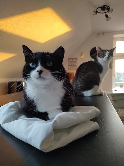 Der Kater Phips liegt auf einem jutebeutel und blickt in die Kamera. Etwas dahinter sitzt der Kater Sammy. Er dreht den Kopf nach rechts um auch in die Kamera zu blicken