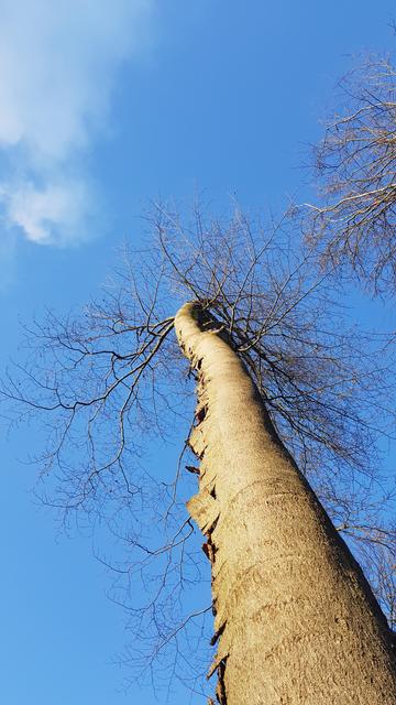 A large tree with a thick trunk stretches towards the blue sky. It is early spring and the tree has no leaves yet.   

Ein großer Baum mit dickem Stamm reckt sich dem blauen Himmel entgegen. Es ist frühes Frühjahr und der Baum trägt noch keine Blätter.
