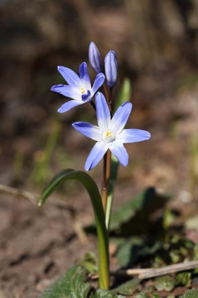A photo of two flowers of a glory-of-the-snow on a sunny spring day.