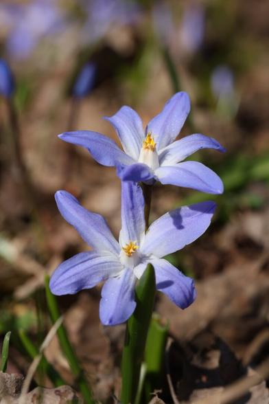 A photo of two flowers of a glory-of-the-snow on a sunny spring day.