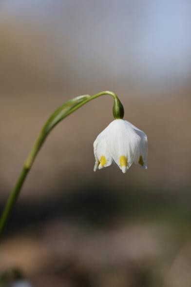 A photo of spring snowflake flower.