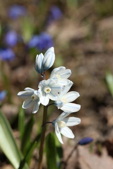 A photo of the flowers of a striped squill.