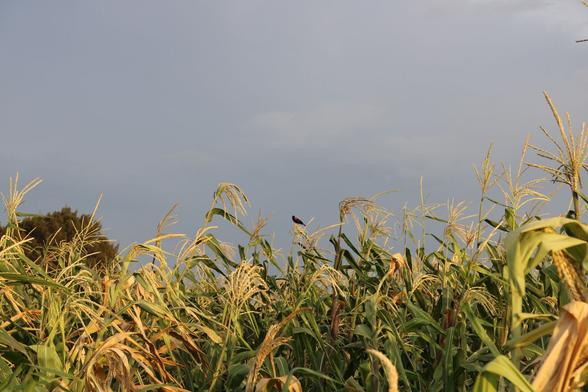 Pajarito pecho rojo en milpa