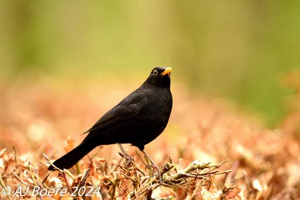 The common blackbird of the nominate subspecies T. m. merula is 23.5–29 cm (9.3–11.4 in) in length, has a long tail, and weighs 80–125 g (2.8–4.4 oz). The adult male has glossy black plumage, blackish-brown legs, a yellow eye-ring and an orange-yellow bill. The bill darkens somewhat in winter The adult female is sooty-brown with a dull yellowish-brownish bill, a brownish-white throat and some weak mottling on the breast. The juvenile is similar to the female, but has pale spots on the upperparts, and the very young juvenile also has a speckled breast. Young birds vary in the shade of brown, with darker birds presumably males The first year male resembles the adult male, but has a dark bill and weaker eye ring, and its folded wing is brown, rather than black like the body plumage