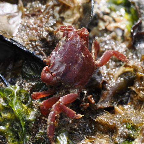 A very close-up photo of a tiny crab with red, slightly purple coloration across its body. The crab is walking away from the camera, across a surface of seaweed, mussel shells, and gunk.