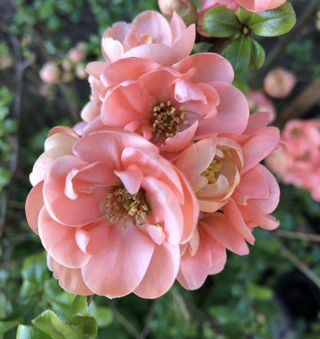 Close cropped photo of several quince flowers clustered together around a twig. The multiple rounds of petals are peachy coloured around a central mass of long stemmed anthers with yellow pollen. 
The background is out of focus leaves