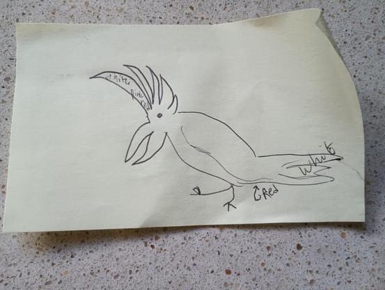 A yellow sticky note bearing a really rough line drawing of a bird. The beak is rather enormous, as is the crest, which is labeled with colors (white, pink, red as it gets closer to the head). The tail feathers are also labeled white. The wings are closed, and there are two little legs attached to the chunky body. The vent is labeled red.