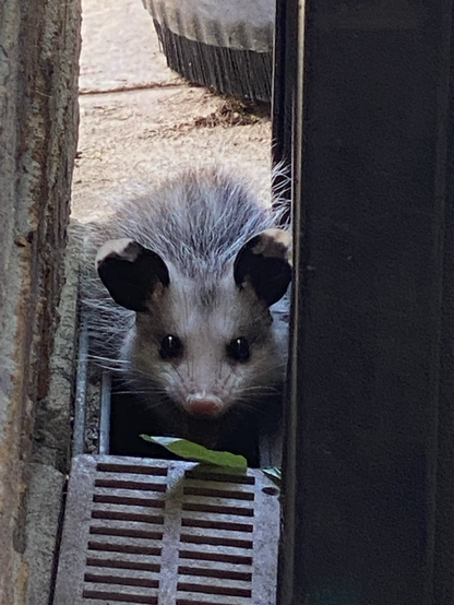 Small black and white possum. The possum has a white face with two black mouse like ears. It’s staring at the camera and trying to do a scary hiss face. It’s not working. It just looks more adorable