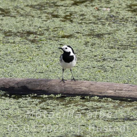 Ein schwarz-weiß-grauer Vogel mit langem Schwanz sitzt auf einem langen, kahlen Ast, der in einem Teich liegt, dessen Oberfläche fast vollständig mit hellgrünen, kleinblättrigen Pflanzen bedeckt ist.