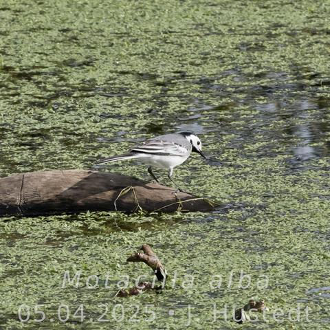 Ein schwarz-weiß-grauer Vogel mit langem Schwanz sitzt auf einem langen, kahlen Ast, der in einem Teich liegt, dessen Oberfläche fast vollständig mit hellgrünen, kleinblättrigen Pflanzen bedeckt ist.