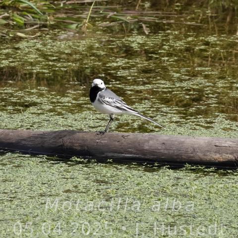 Ein schwarz-weiß-grauer Vogel mit langem Schwanz sitzt auf einem langen, kahlen Ast, der in einem Teich liegt, dessen Oberfläche fast vollständig mit hellgrünen, kleinblättrigen Pflanzen bedeckt ist.