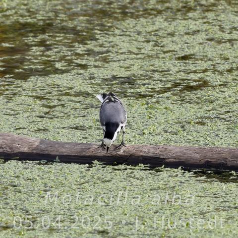 Ein schwarz-weiß-grauer Vogel mit langem Schwanz sitzt auf einem langen, kahlen Ast, der in einem Teich liegt, dessen Oberfläche fast vollständig mit hellgrünen, kleinblättrigen Pflanzen bedeckt ist.