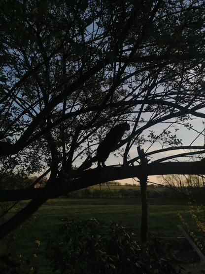 Photo de Roger à contre-jour. Il est perché dans un arbre. Couché de soleil. C'est très doux avec la campagne derrière.