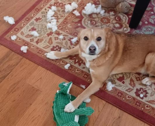 Harley, the tan coloured dog, is laying on a carpet surrounded by bits of white stuffing she has ripped out of a toy.  The now thinner stuffed toy, a green alligator about a foot long, lies just in front of her under her front left paw.