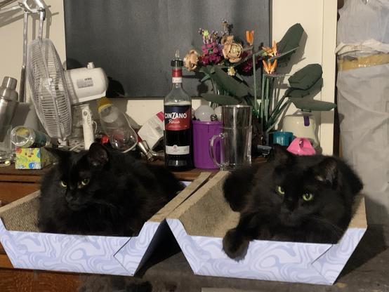 Two voidcats are teapotted on a pair in-tray-shaped cardboard scratch pads, in front of a bar cabinet holding cocktail accessories and lego flowers.