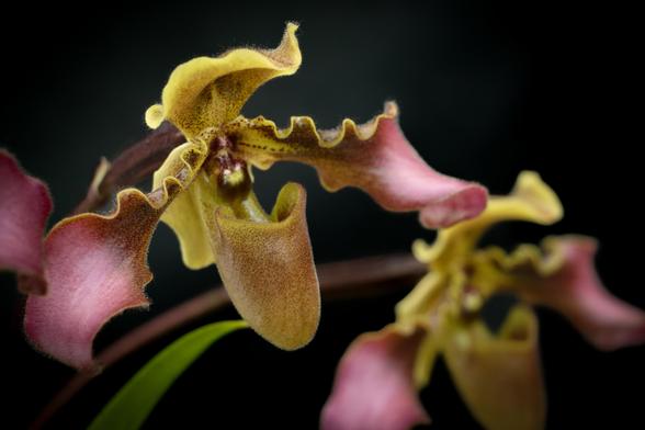 Macro photo of a yellow and burgundy orchid with ripply side-petals and a smattering of "freckles." A second, softly blurred orchid of the same kind is in the background.