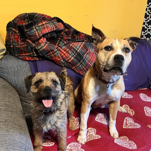A smiling Border Terrier who needs grooming, and a cranky AmStaff with funny ears.
