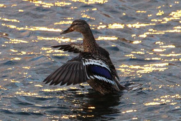 Photograph of a mallard elevating from the water of the lake with sun sparkling off the surface, flapping her wing and showing the blue patch of feathers on the top of the wing.