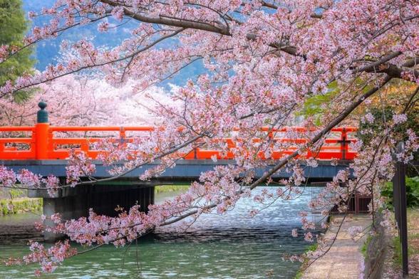 5 Places To Admire Beautiful Cherry Blossoms Around The World