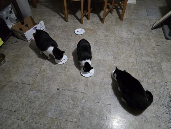 Three black and white tuxedo cats eating canned cat food off of white saucers. From left to right there's Mr Minx, Penguin and Oreo.