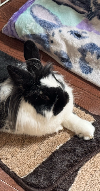 Bunny stretches out left leggie in front with toes at end as she relaxes on a narrow carpet.