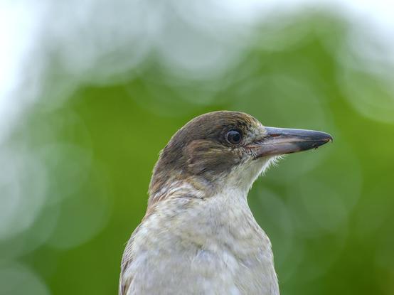 A young butcherbird photographed from below, against a green and white background from clouds and a nearby tree