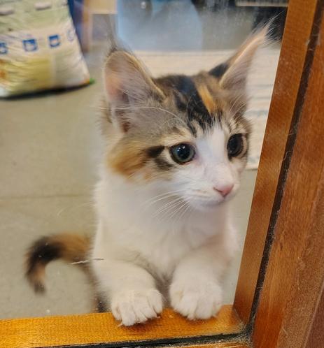 A medium haired caljco stares out a door window. His little white paws are on the window sill. He has a white chest and nose. The fur on his head looks like someone painted it with watercolors: orange, creamy gray, lil black stripes, and spotty pink ears. His tail is orange with black spots.