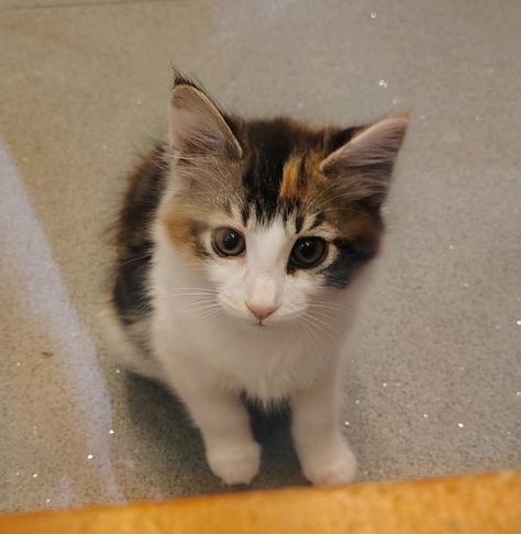 The tiniest little kitten, staring at you from the floor with pleading eyes.