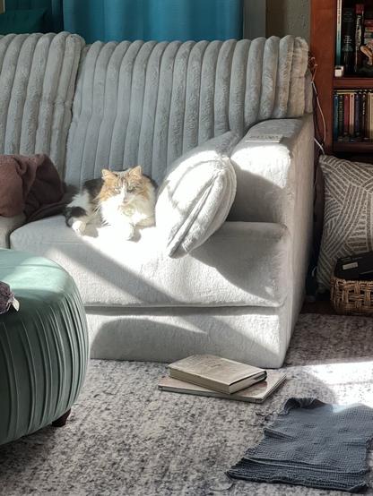 A Norwegian forest cat lies on a light gray couch, basking in sunlight. Nearby, there are a few books on the floor and a green ottoman. A textured gray rug covers the floor.