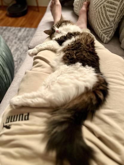 A fluffy cat is sleeping contentedly on a person's lap, with bare feet visible in the background. Soft fabrics and cushions are seen in the surrounding area.