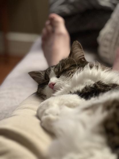 A sleeping cat is curled up on a person's lap, with a bare foot visible in the background. The scene is cozy and intimate, featuring soft textures and warm lighting.