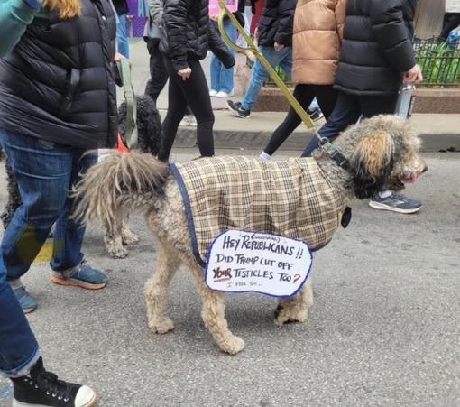 Photo from the April 5, 2025 Hands Off protests, location and photographer unknown. A small dog is wearing a checkered dog vest. On the vest is hanging a handwritten sign that reads, "Hey, Republicans... Did Trump cut off your testicles, too?"