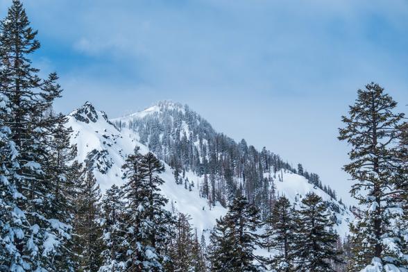 A snowy mountain framed by cold trees. [Fuji X-T5 / Tamron 18-300]
