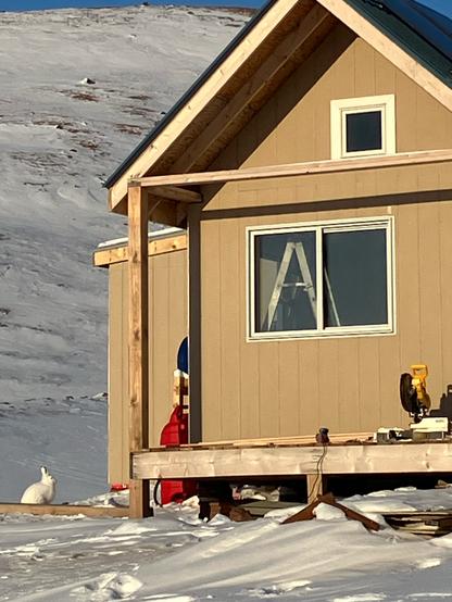 An Arctic Hare sits near the corner of a cabin on the tundra