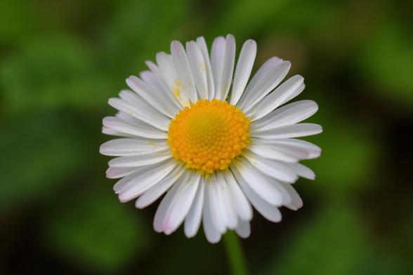 La margherita è un fiore semplice e delicato. Si riconosce facilmente per i suoi petali sottili e bianchi disposti in forma circolare intorno a un centro giallo brillante, detto capolino. Questo contrasto crea un aspetto luminoso e solare.
La pianta della margherita cresce spesso nei prati, e il fiore sboccia tipicamente in primavera e in estate.