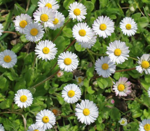 La margherita è un fiore semplice e delicato. Si riconosce facilmente per i suoi petali sottili e bianchi disposti in forma circolare intorno a un centro giallo brillante, detto capolino. Questo contrasto crea un aspetto luminoso e solare.
La pianta della margherita cresce spesso nei prati, e il fiore sboccia tipicamente in primavera e in estate.