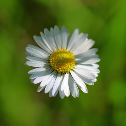 La margherita è un fiore semplice e delicato. Si riconosce facilmente per i suoi petali sottili e bianchi disposti in forma circolare intorno a un centro giallo brillante, detto capolino. Questo contrasto crea un aspetto luminoso e solare.
La pianta della margherita cresce spesso nei prati, e il fiore sboccia tipicamente in primavera e in estate.